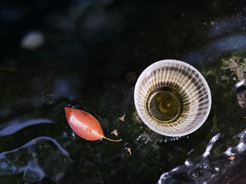 Ice Lotus Teacup — 3